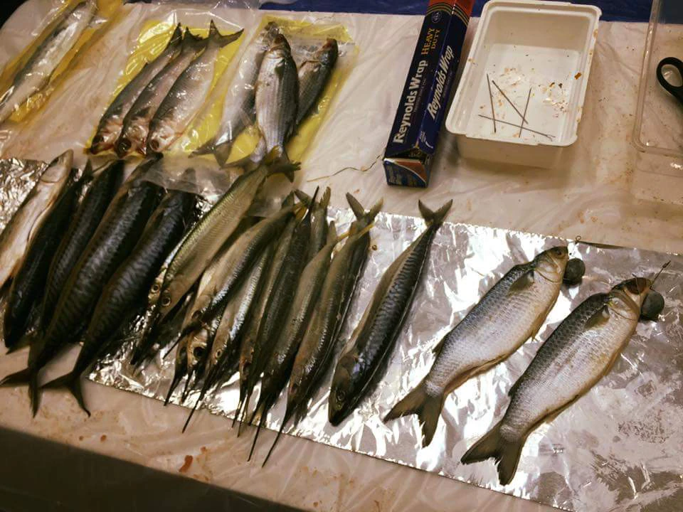 Castafari Offshore Fishing Seminar
