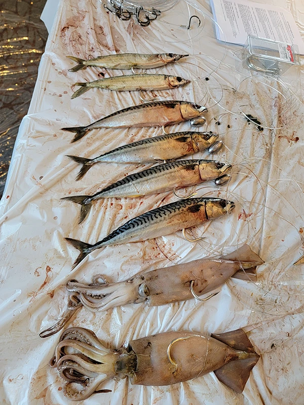 Castafari Offshore Fishing Seminar